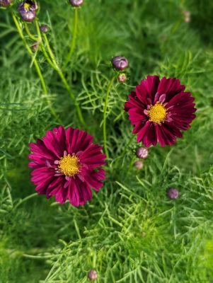 Double click cranberry cosmos