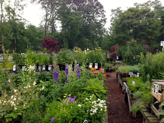 A busting-at-the-seams with plants nursery.  Family owned and operated since 1977.  Buy local.  Support your roots.