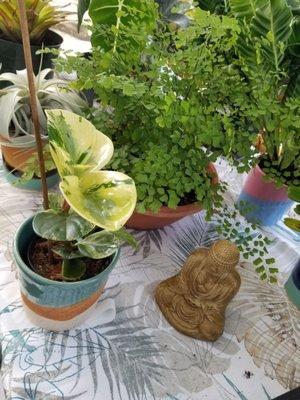 Maidenhair fern