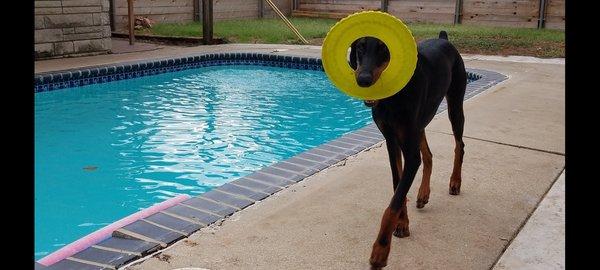 Beast! He was all about the frisbee. Everybody's frisbee  was his frisbee.