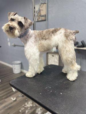 #doggrooming #snauzercut #dodgecity