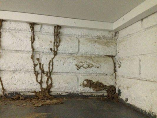 Subterranean Termite tubes