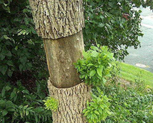 Damage from the Emerald Ash borer