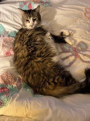 Maine coon cat - before grooming