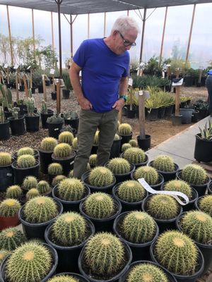 Star Nursery Mesquite Barrel Cactus