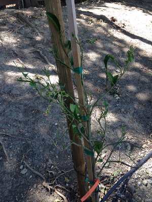 sad looking orange tree - died after 2 weeks.