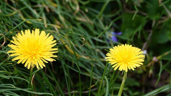 Wildflowers welcome spring and visitors to Wilde Lake.