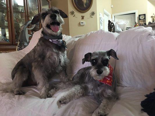 Ace and Minnie happy after seeing Lisa with Puppy Love US 1 in Port Saint Lucie florida