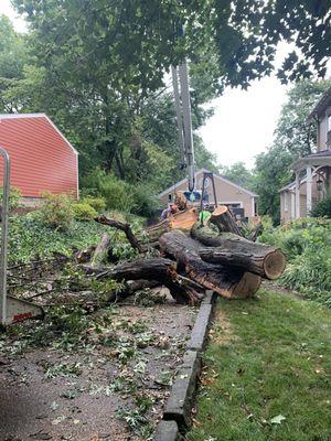 A pile of fallen tree branches and trunk.