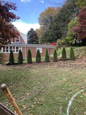 Arborvitae Install.