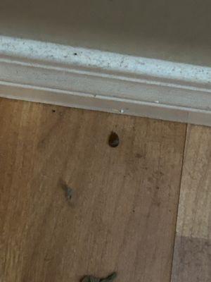 Bugs on floor daily , base boards hit at least weekly