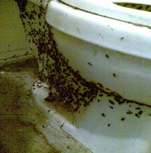 German cockroaches all over a toilet