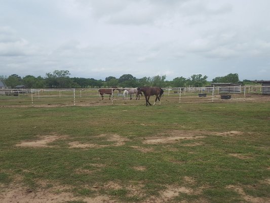 Happy horses