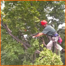 Tree Trimming Claremore OK