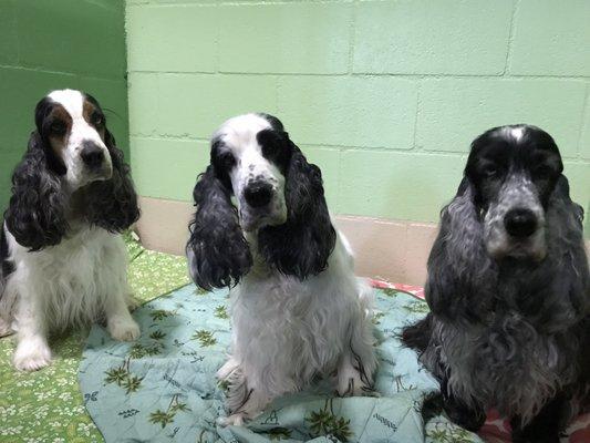 Cocker Spaniel ohana