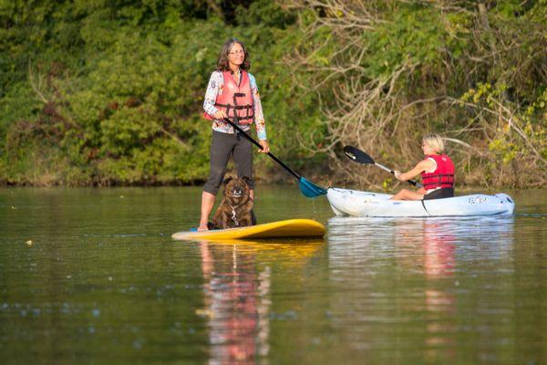 Everyone loves stand-up paddleboarding on the Paw Paw River -- and dogs are welcome, too