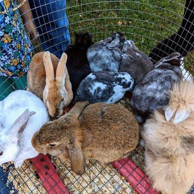 Baby rabbits for petting