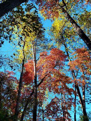 More stunning fall leaves