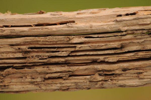 Drywood Termites