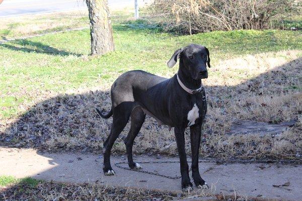 Our breeder female, Jade