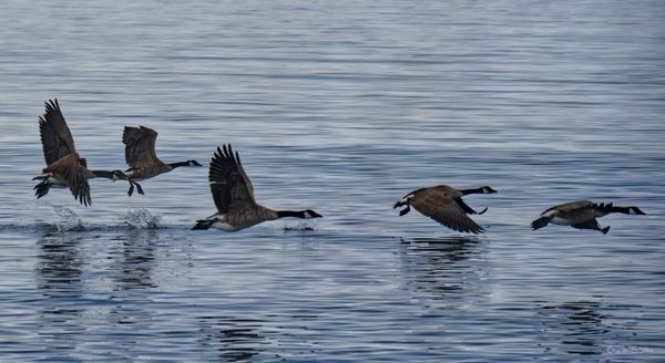 Geese taking flight from the park's shoreline.