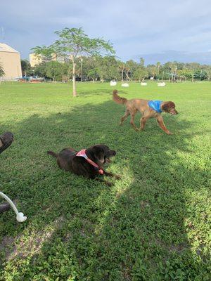 Oh what a fun day off leash! Freedom!