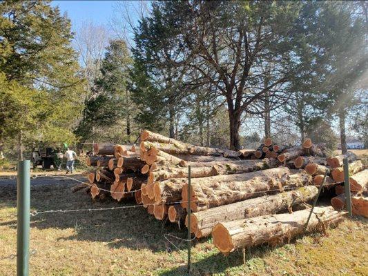 Cedar trees milled for fencing