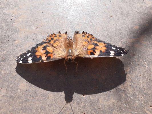 Red Admiral