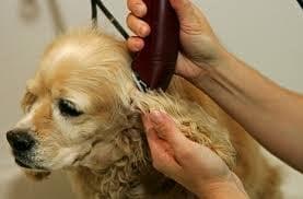 Pet grooming