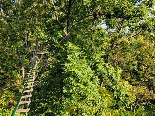 Bridge in the trees!