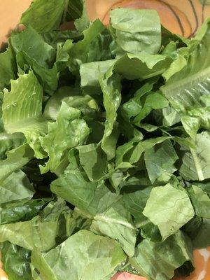 Fresh Romaine Leaves from our greenhouse!