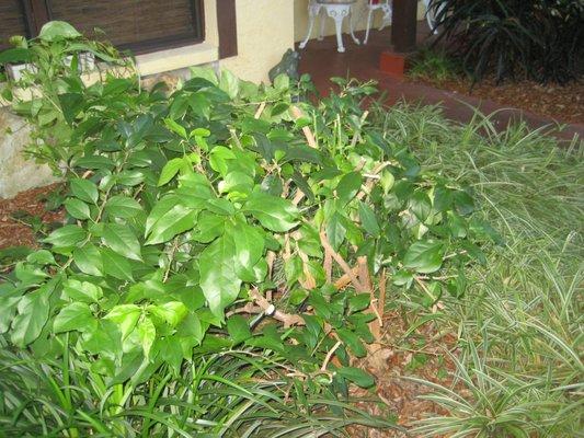 Chopped bougainvillea