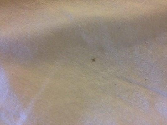 Bed bugs leave a little blood stain when they bite. That's what this is