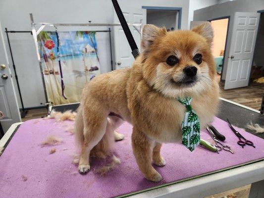 Fun pom haircut