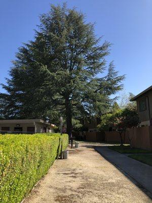 Tall, tall pines with lots of wildlife.