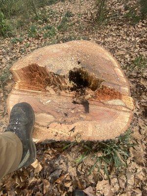 Damage oak in the base