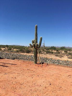 Saguaros available