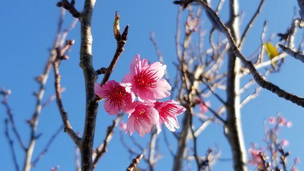 We have our Cherry Blossom Festival each year in February