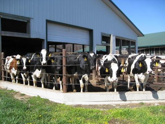 Come to the farm to learn about dairy cows and milk