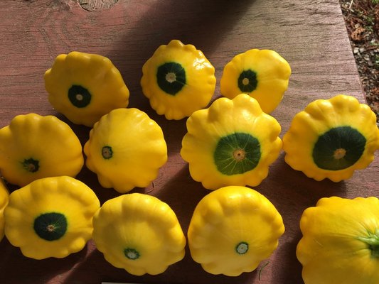 Patty pan summer squash