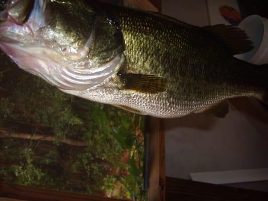 Interlachen lake bass. Caught and released 2012 to swim again!