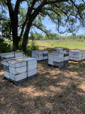 Coastal Honey Farm