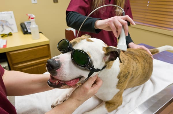 Pet Receiving Laser Therapy