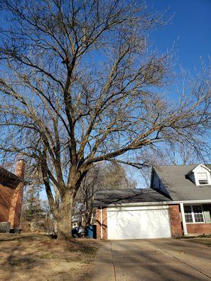 Huge tree