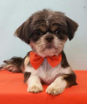 Charlie's 1st haircut at Grooming Tails.   They do a fantastic job on all four of our Shih-tzu's!