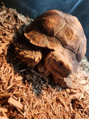 Sulcata Tortoise