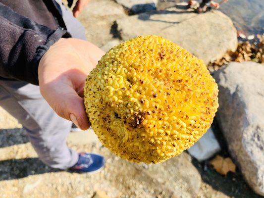 We found this fruit while hiking at Geist Park