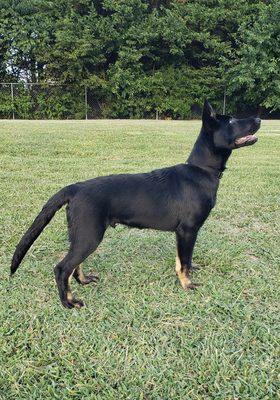 A male Bi color from the Gina x Echo litter.