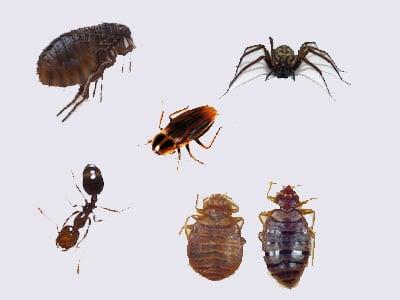 Pest Control, Termite Exterminators, Flea Tick Control, Lawn Tree Pest, Animal Removal