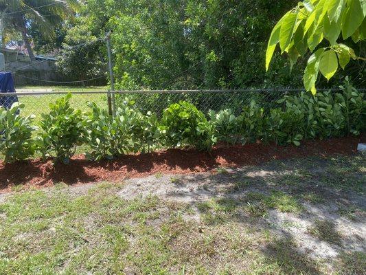 Planted Clusias with red mulch